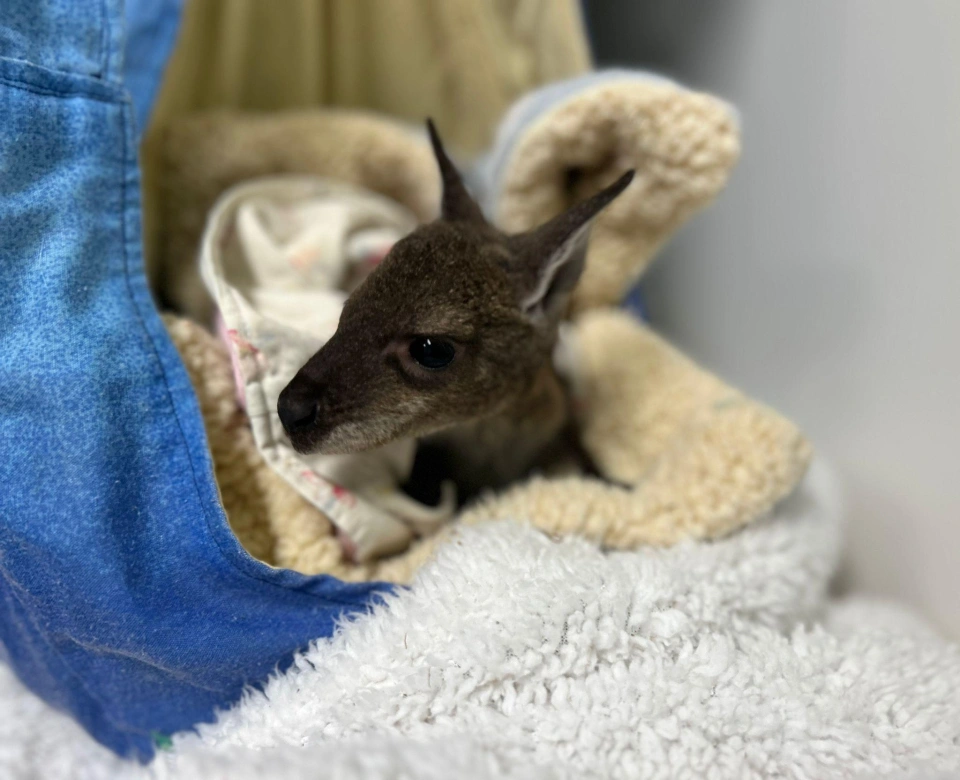Orphaned Joey at Bonorong