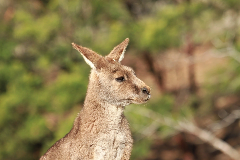BWS Forester Kangaroo