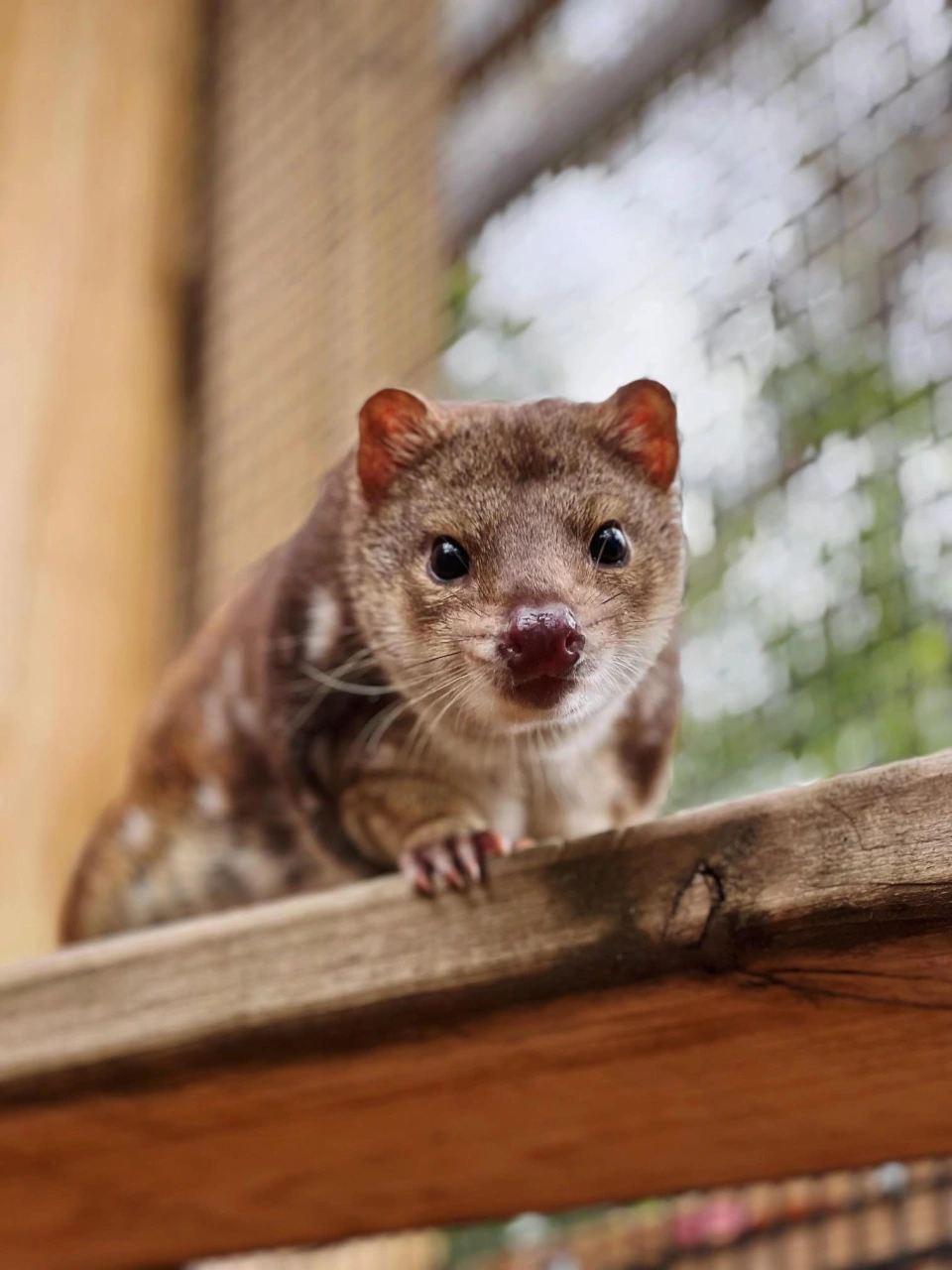 BWS Spotted Tailed Quoll