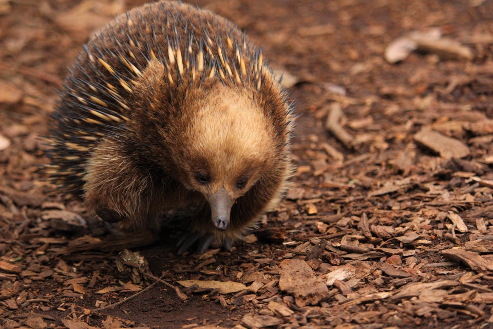BWS Echidna