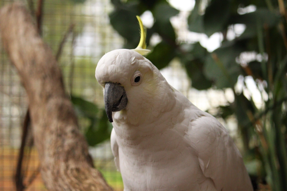 BWS Sulphur Crested Cockatoo