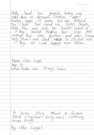 Holly a black currawong by Chloe Large age 10 2