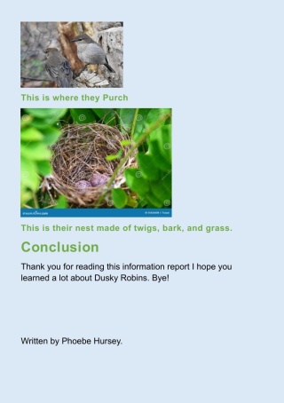 Dusky robin by Pheobe Hursey age 10 3