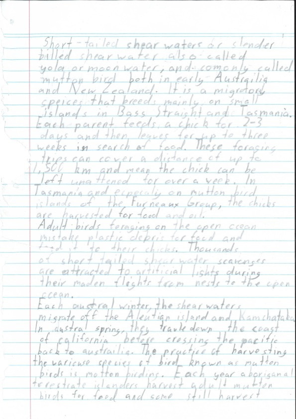 Peter Murnane Brunt Island Bird Writing 1