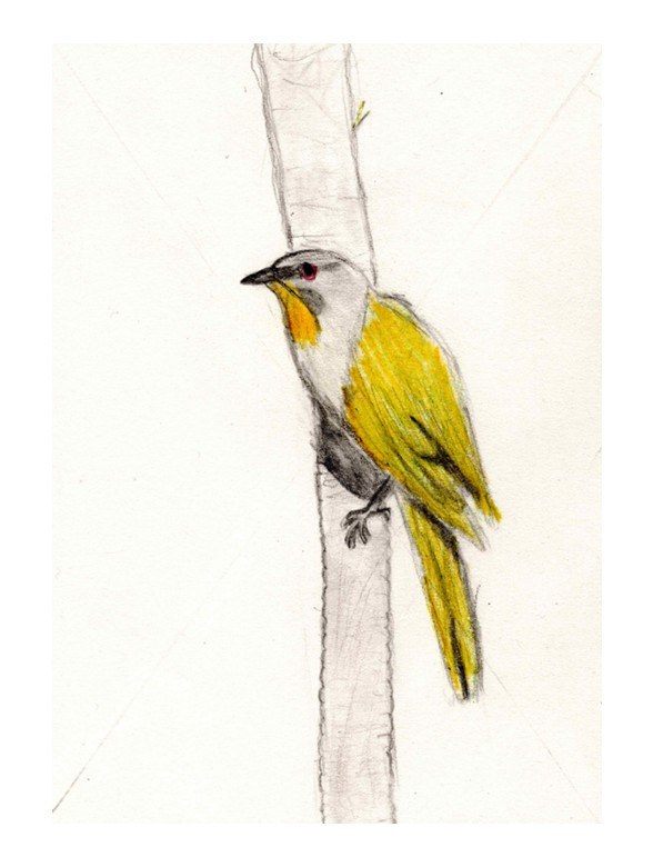 Lexi Wells bird drawing