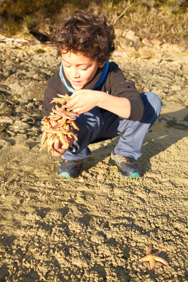 Sea Stars on Bruny