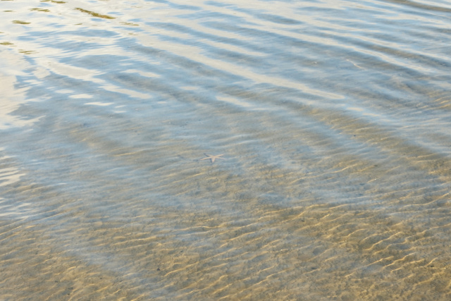 Sea Stars in the water