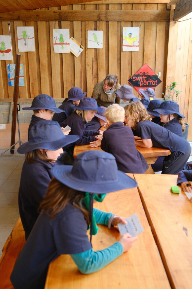 Bruny Kids Swift Parrot card game