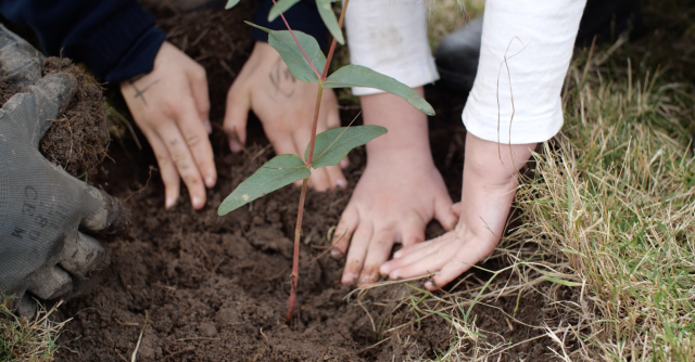 Bruny school kids planting