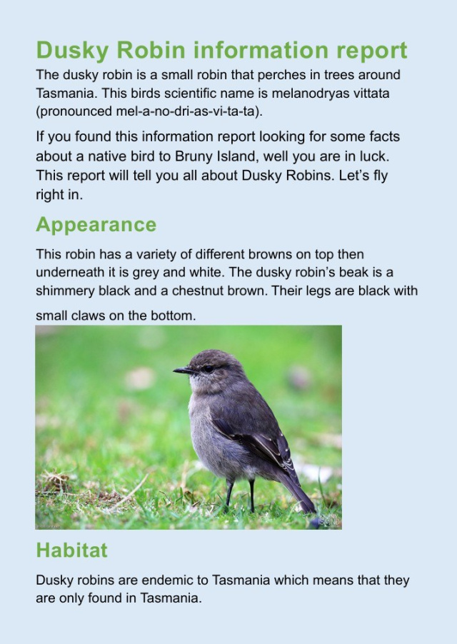 Dusky Robin by Pheobe Hursey age 10 1
