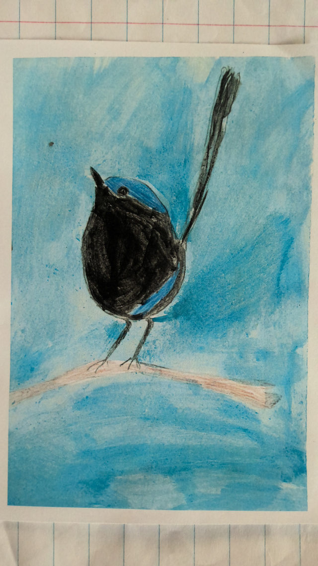 Fairy Wren by Lily Buczek age 7 2