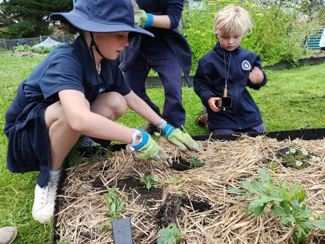 Kids at Bruny school gardening
