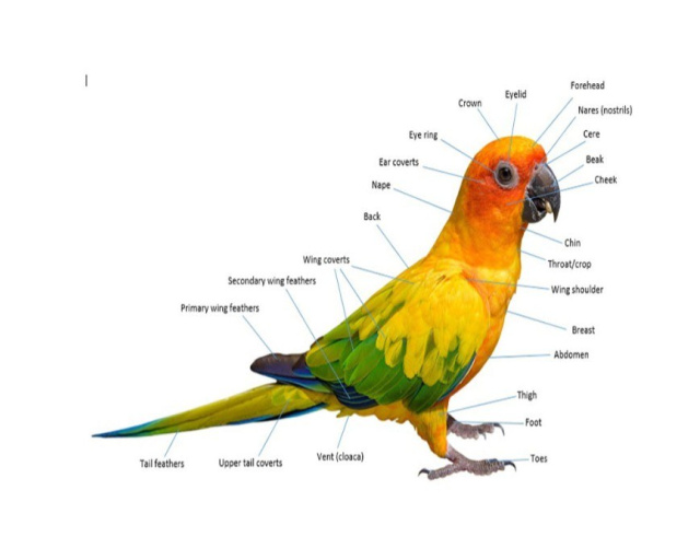 Swift Parrot by Sophie Wright age 10 3
