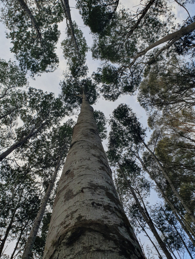 Swift parrot habitat