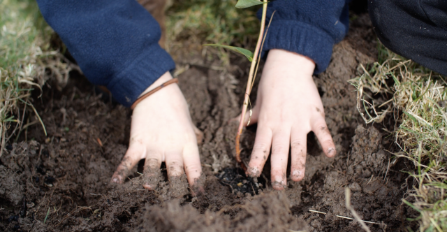 Tree planting on Bruny with the kids