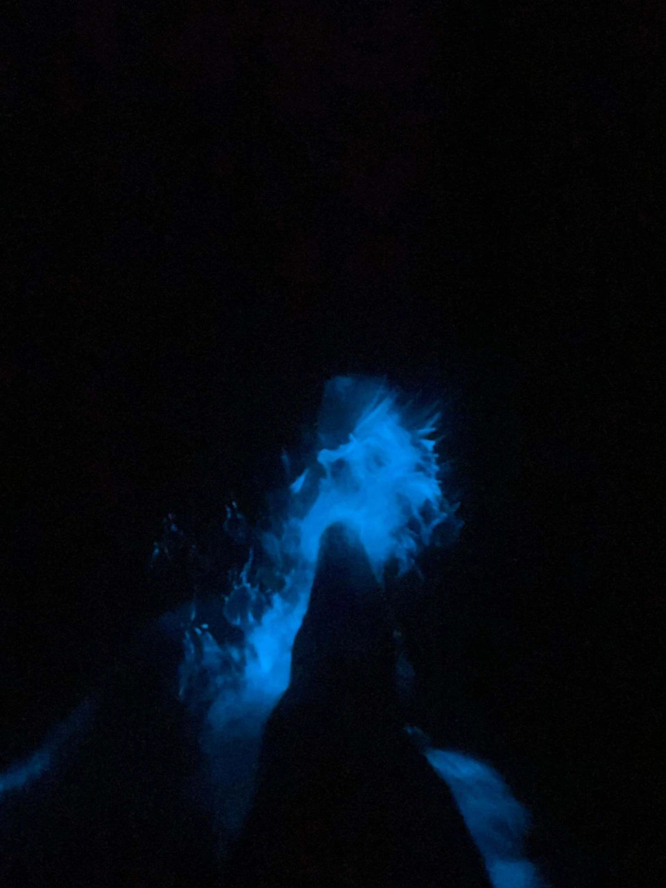 Bioluminescence by James 14