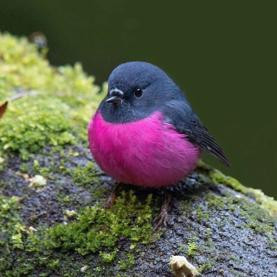 Pink Robin
