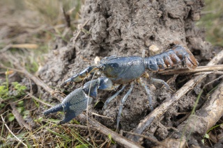 Ryan Francis Engaeus granulatus 2 thumbnail