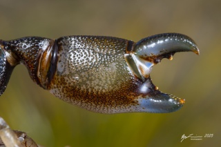 Ryan Francis Engaeus granulatus claw thumbnail