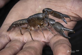 Ryan Francis Engaeus granulatus in hand thumbnail