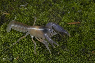 Ryan Francis Furneaux BC Engaeus martigener thumbnail