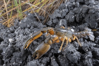 Ryan Francis Scottsdale BC Engaeus spinicaudatus thumbnail