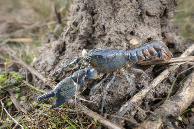 Ryan Francis Engaeus granulatus 2 thumbnail