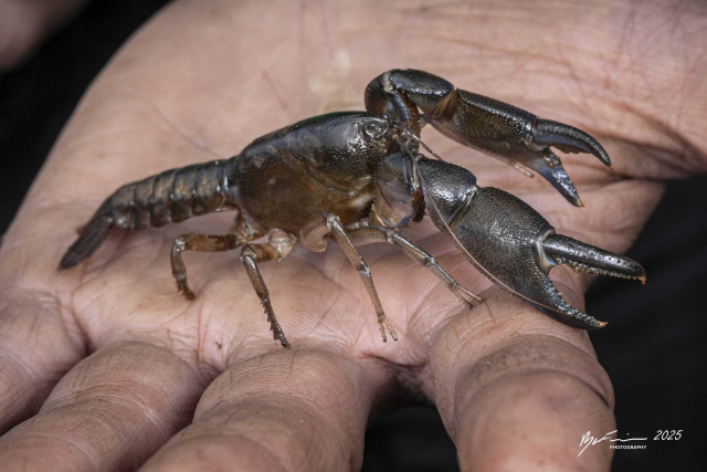 Ryan Francis Engaeus granulatus in hand thumbnail