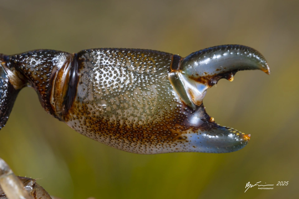 Ryan Francis Engaeus granulatus claw thumbnail