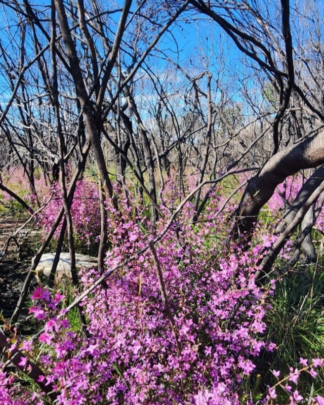 Boronias in a charred landscape 1copy